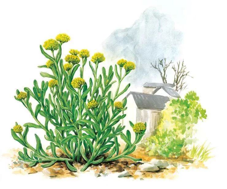 有关植物的诗歌有哪些（描写植物的现代诗歌）
