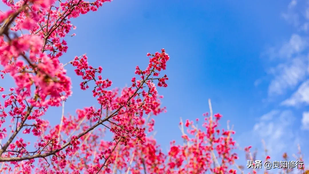 樱花经典诗句（古人写樱花的古诗）