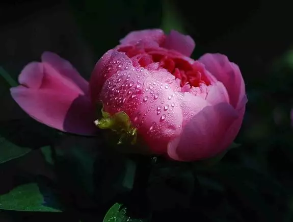 形容牡丹花的句子唯美（赞美牡丹花的优美短句）