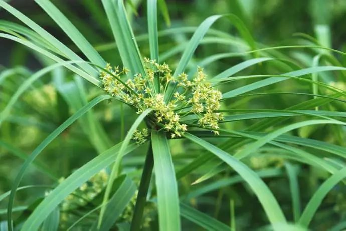 有关植物的诗歌有哪些（描写植物的现代诗歌）