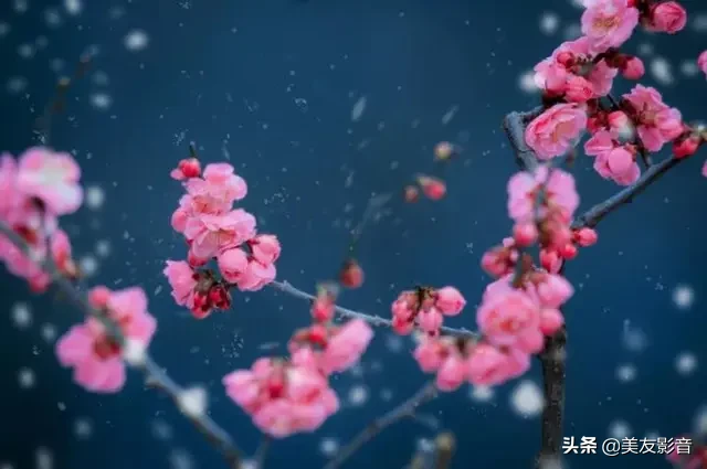 含有梅花的诗句有哪些（描写梅花的古诗句）