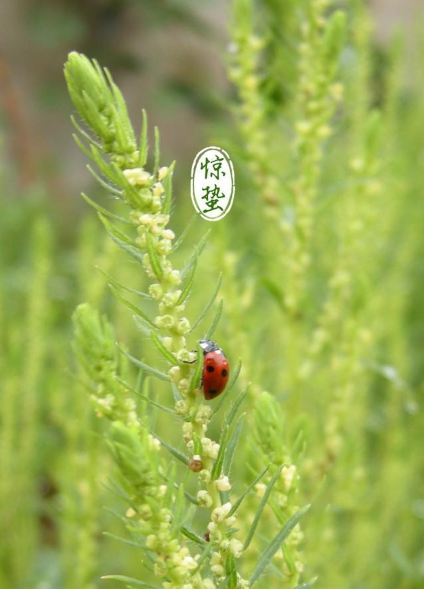 惊蛰古诗有哪几首（有关惊蛰的优美古诗词欣赏）