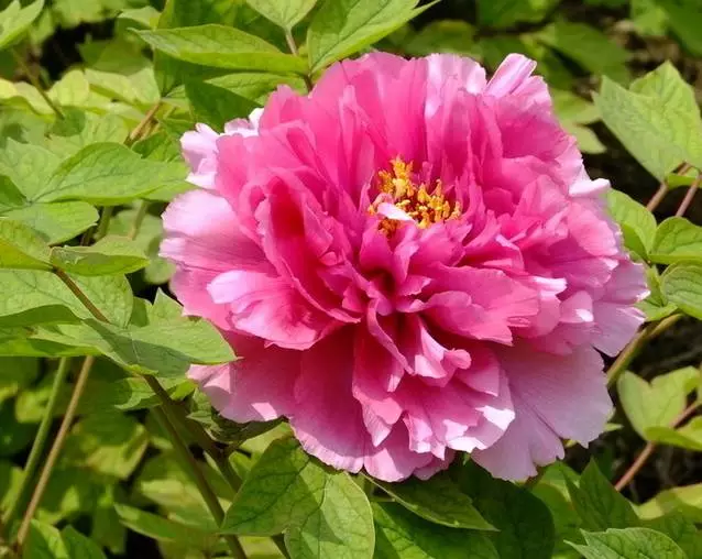 形容牡丹花的句子唯美（赞美牡丹花的优美短句）