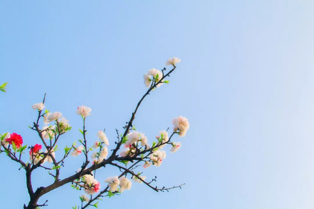 关于春的成语大全（描写春天的四字词语）