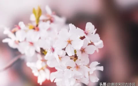 形容四季的句子唯美（关于四季的优美短句）