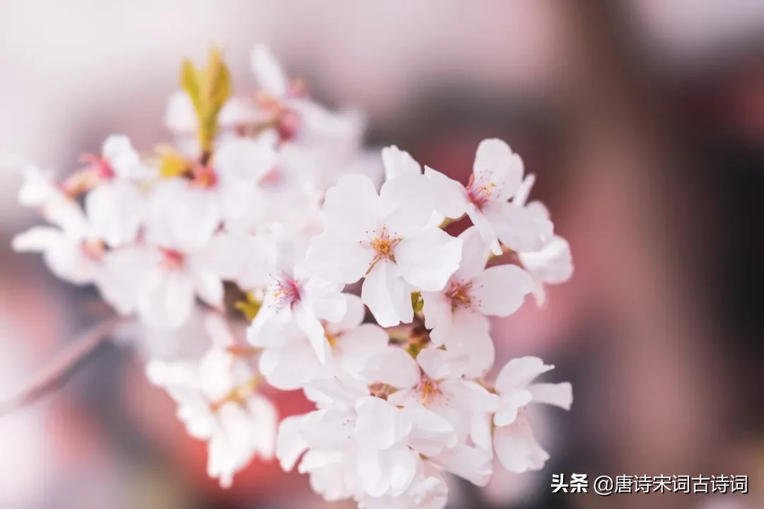 形容四季的句子唯美（关于四季的优美短句）