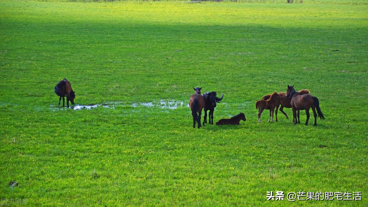 赞美草原的诗句有哪些（赞美草原风景优美的句子）