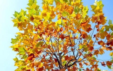 关于梧桐树的唯美句子写友情（梧桐树文案短句）