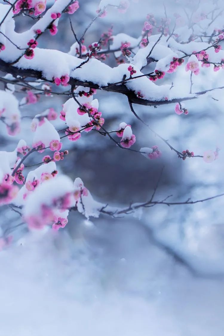 描写雪的诗句古诗（下雪文案短句干净）