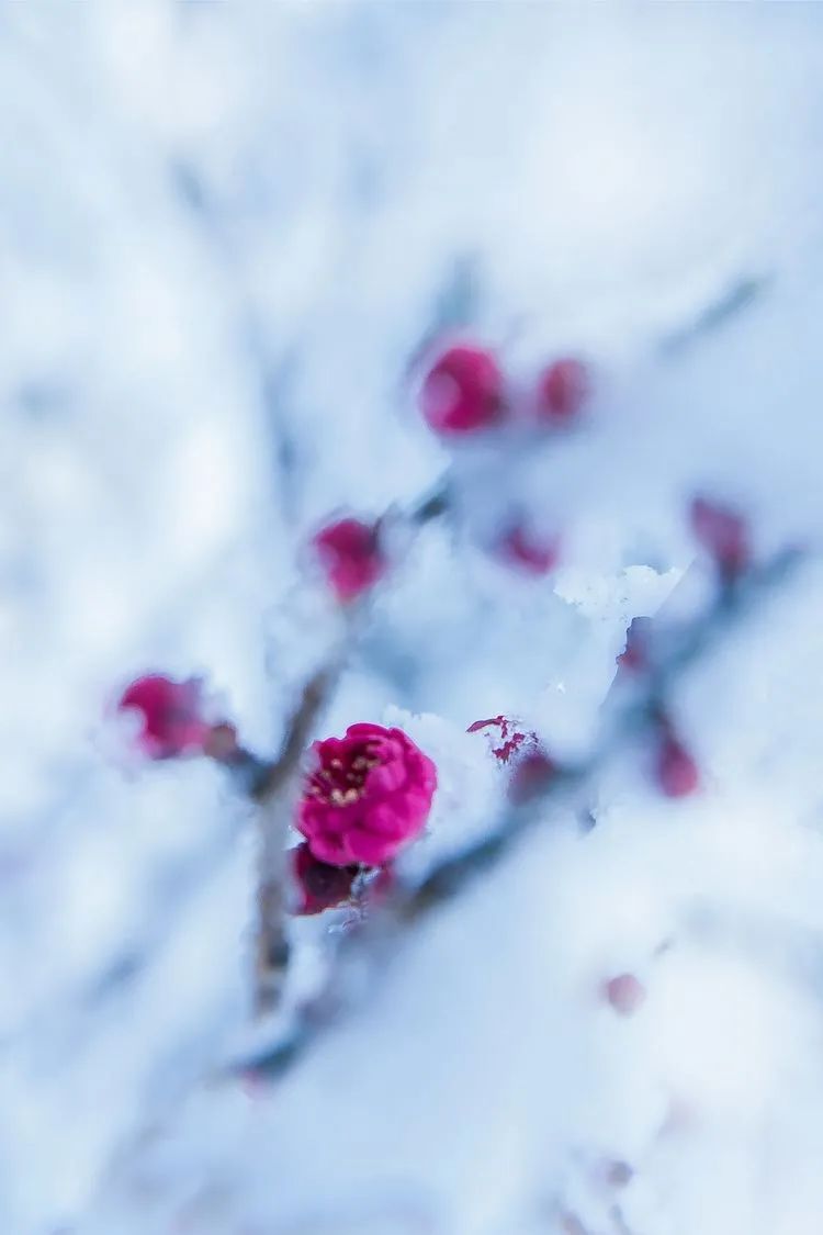 描写雪的诗句古诗（下雪文案短句干净）