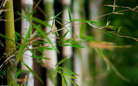 出自古代寓言的成语有哪些（源自于寓言故事的成语大全）