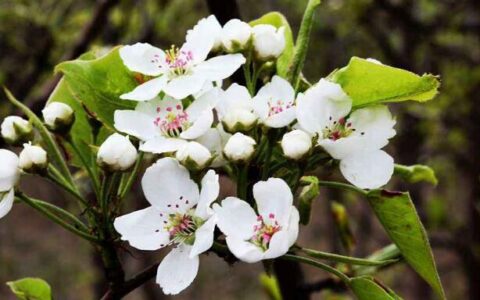 描写梨花的优美句子（咏梨花最有名的诗词）