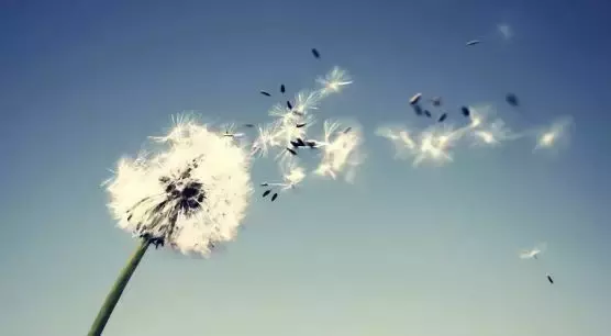 描写风古诗有哪些（关于写风的古诗欣赏）