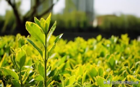 清明杜牧赏析（清明杜牧表达的感情）