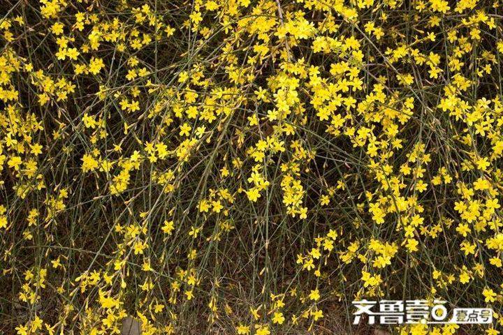 描写春花的诗句有哪些（描写春色美好的诗句）