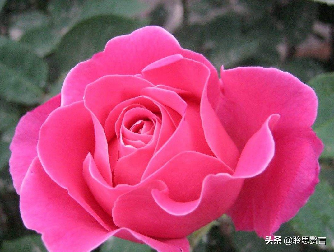 祝福生日的诗句（有文化内涵又高雅的生日祝福语）