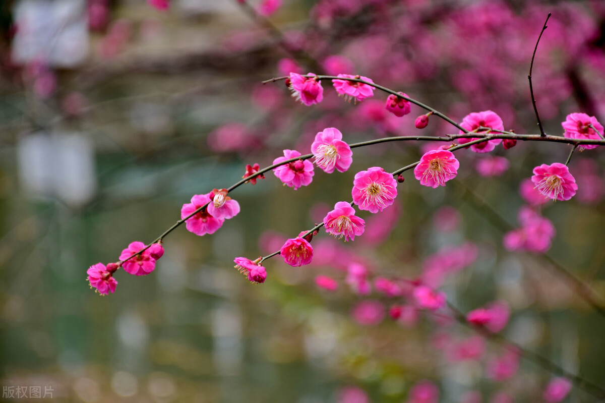南湖秋水夜无烟下一句是什么（南湖秋水夜无烟全诗鉴赏）