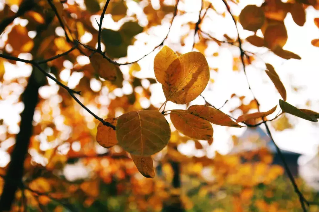 秋的成语有哪些（带秋字的高雅的成语）