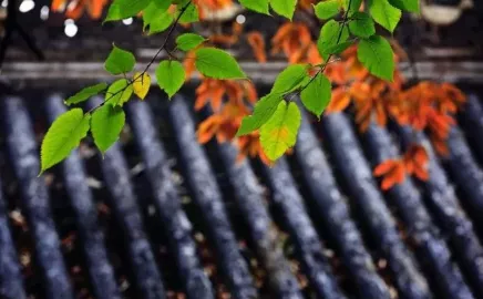 诗中有酒的诗句（关于喝酒的优美诗句）