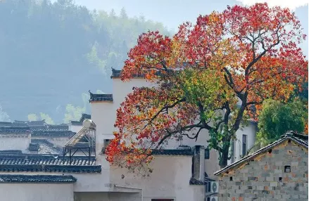 诗中有酒的诗句（关于喝酒的优美诗句）