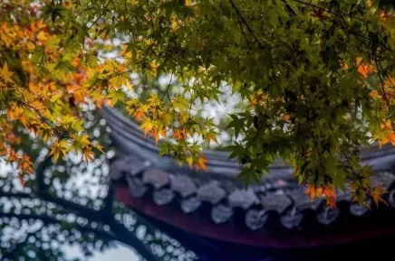 诗中有酒的诗句（关于喝酒的优美诗句）