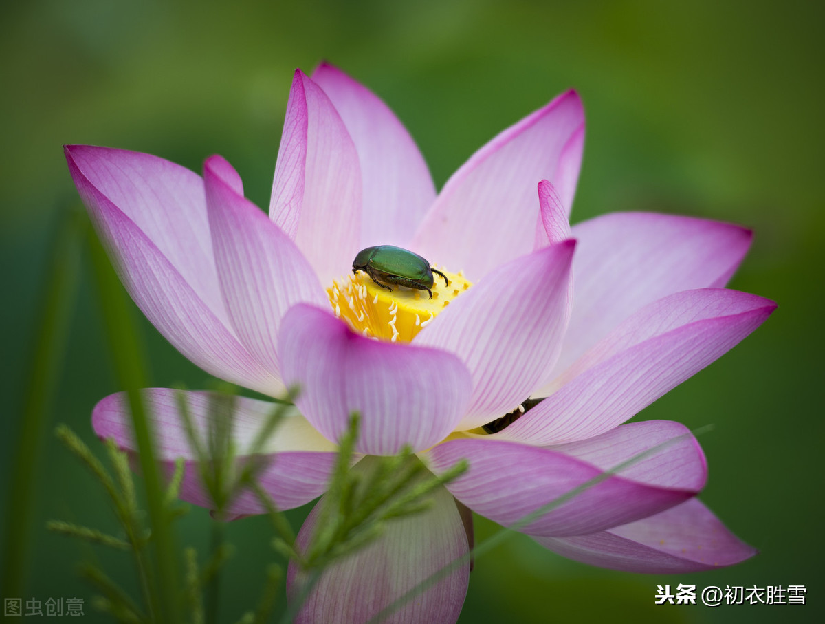 莲的古诗有哪些（描写莲的十首名诗）