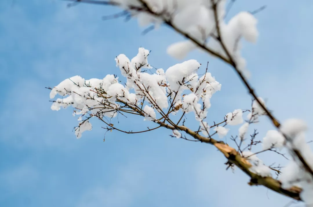 描写雪花的诗句有哪些（赞美雪花的优美句子）