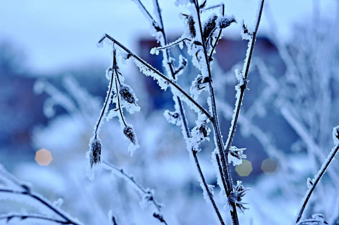描写雪花的诗句有哪些（赞美雪花的优美句子）