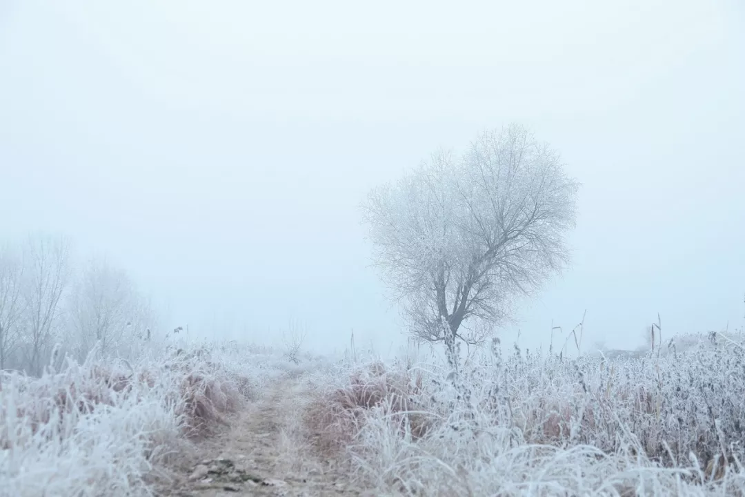 描写雪花的诗句有哪些（赞美雪花的优美句子）