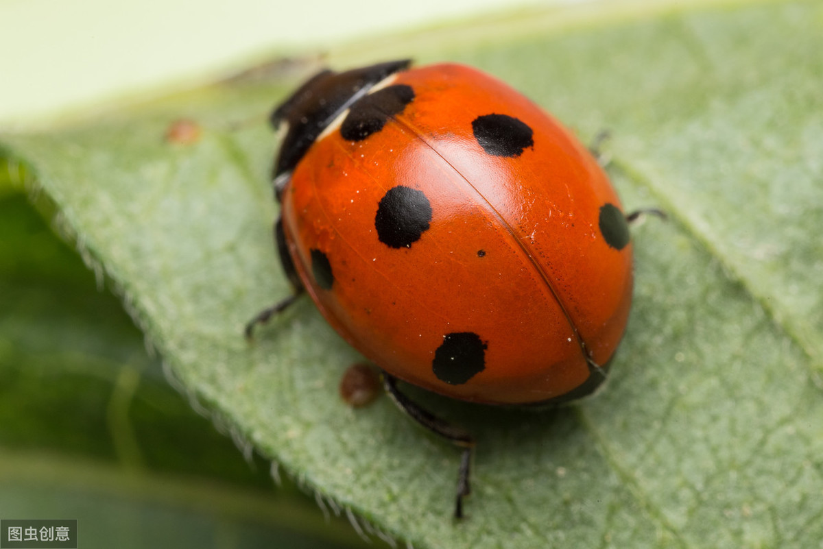 七星瓢虫的特点介绍一句话（简述瓢虫的生活习性）