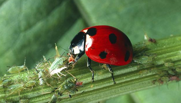 七星瓢虫的特点介绍一句话（简述瓢虫的生活习性）