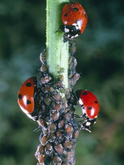 七星瓢虫的特点介绍一句话（简述瓢虫的生活习性）