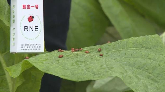 七星瓢虫的特点介绍一句话（简述瓢虫的生活习性）