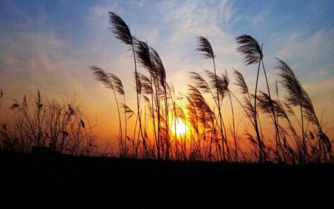 描写日落的优美句子摘抄（夕阳西下感悟人生句子）