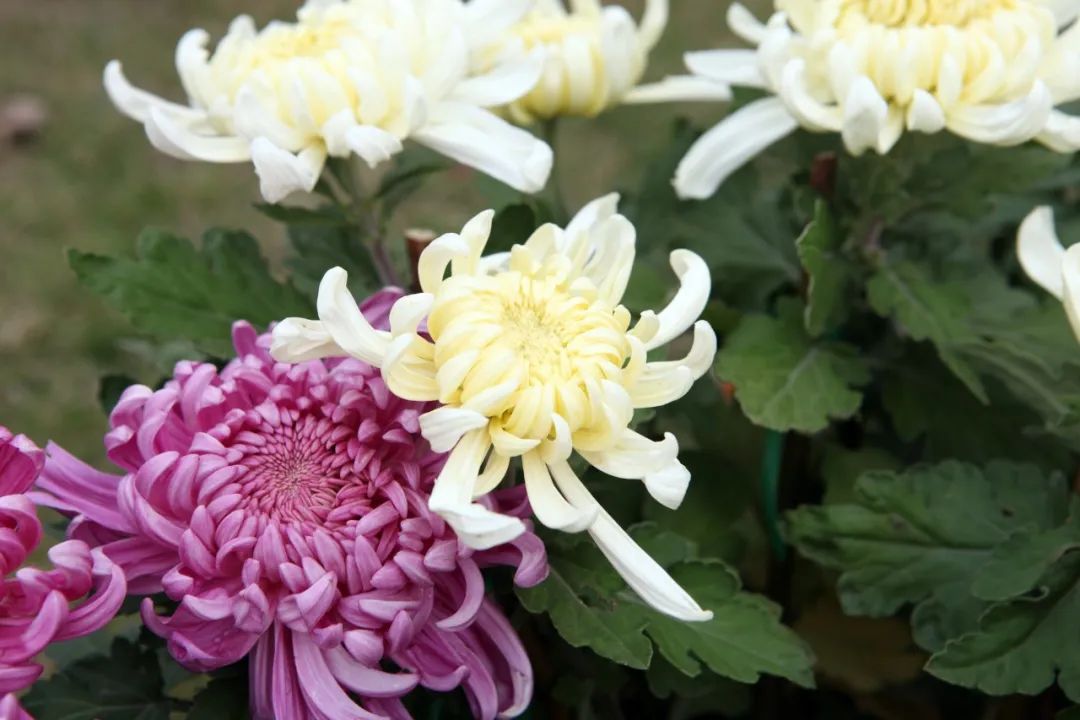 菊花的样子描写（描写菊花外形的句子）