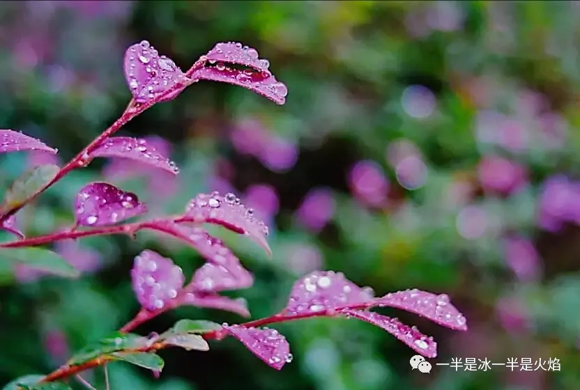 关于写雨的散文诗（描写雨的现代散文诗）