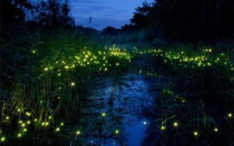 萤火虫的样子描写简单的（萤火虫的特点简写）