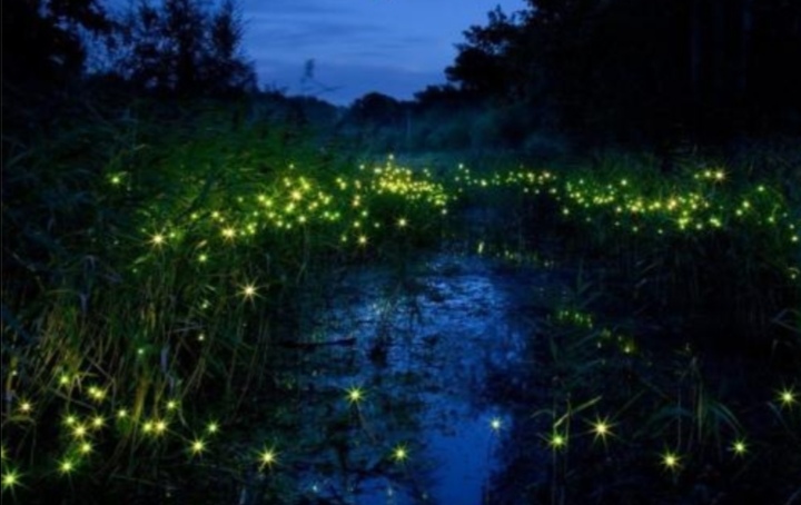 萤火虫的样子描写简单的（萤火虫的特点简写）