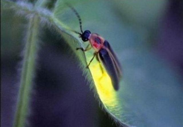 萤火虫的样子描写简单的（萤火虫的特点简写）