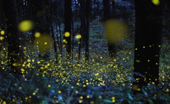 萤火虫的样子描写简单的（萤火虫的特点简写）