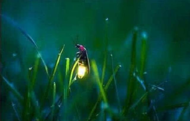 萤火虫的样子描写简单的（萤火虫的特点简写）