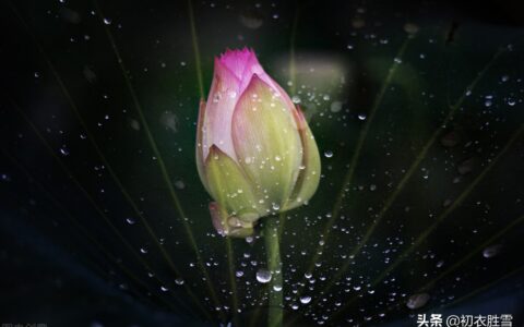 荷花的描写优美句子（赞美荷花的优美句子）