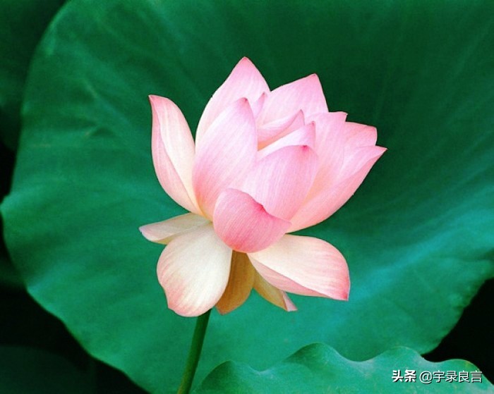 顺其自然随遇而安的唯美句子（随心所欲随遇而安的句子）