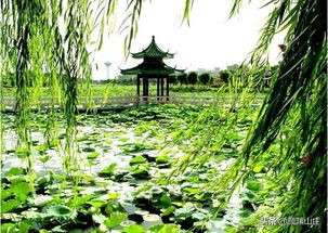 柳树的诗句古诗大全（一句赞美柳树的句子）