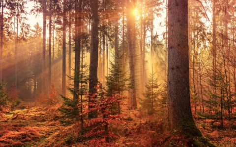 秋天的词句有哪些（描写秋天景色的诗句）