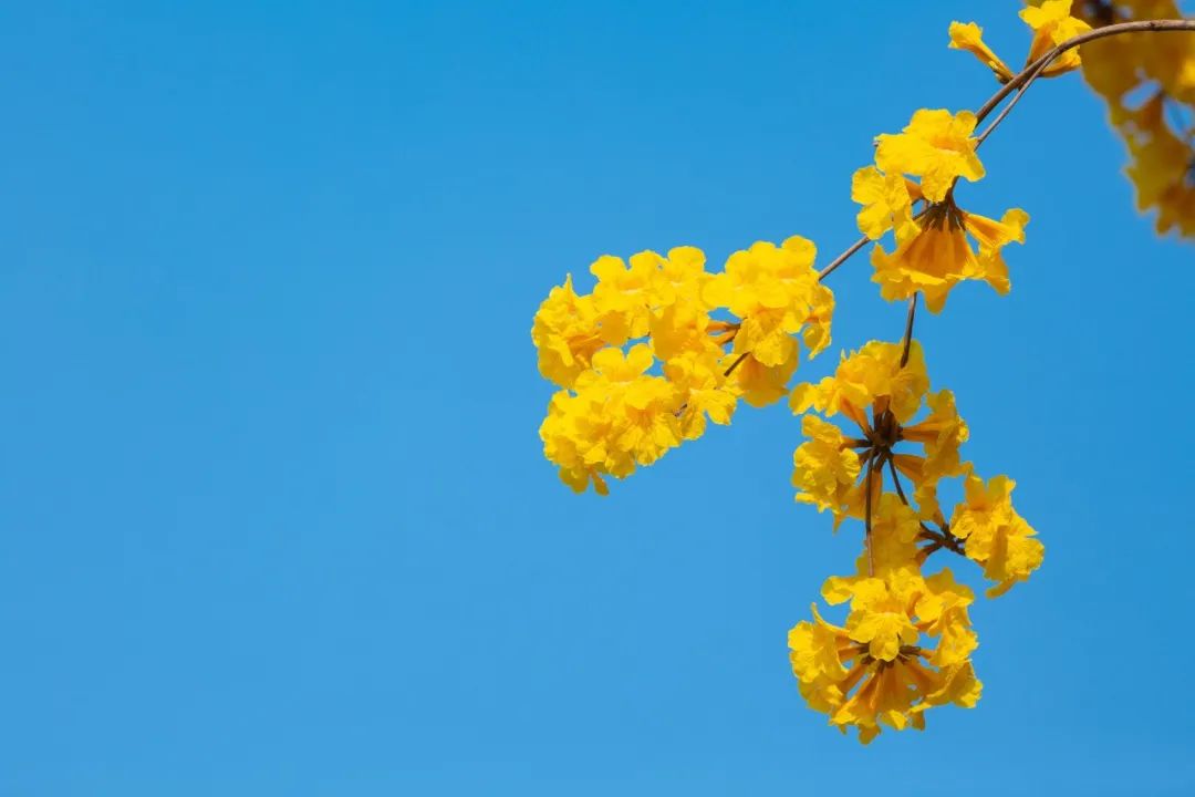 描写春天来了的诗句（描写赞美春天的古诗欣赏）