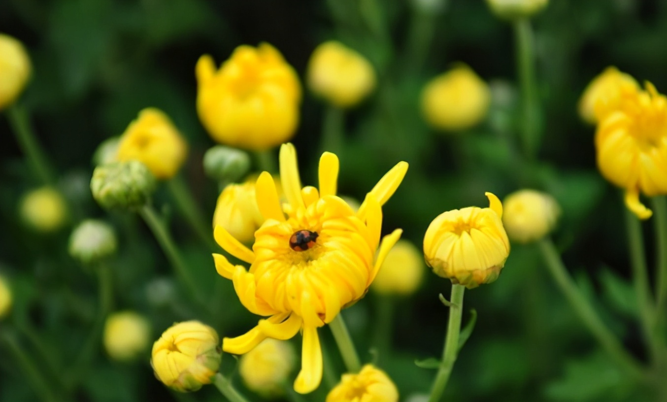 写菊花的诗句大全（赞美菊花的古诗9首）