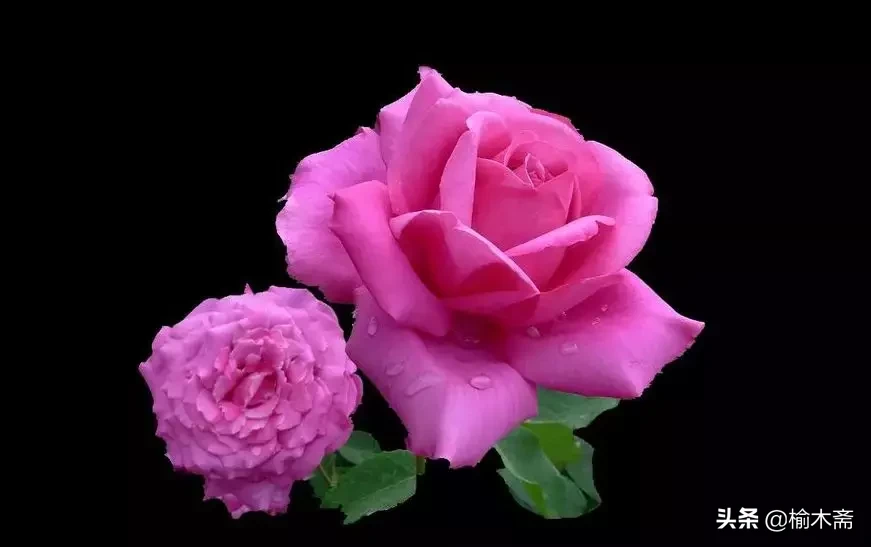 关于玫瑰花的诗句（玫瑰花最经典的现代诗）