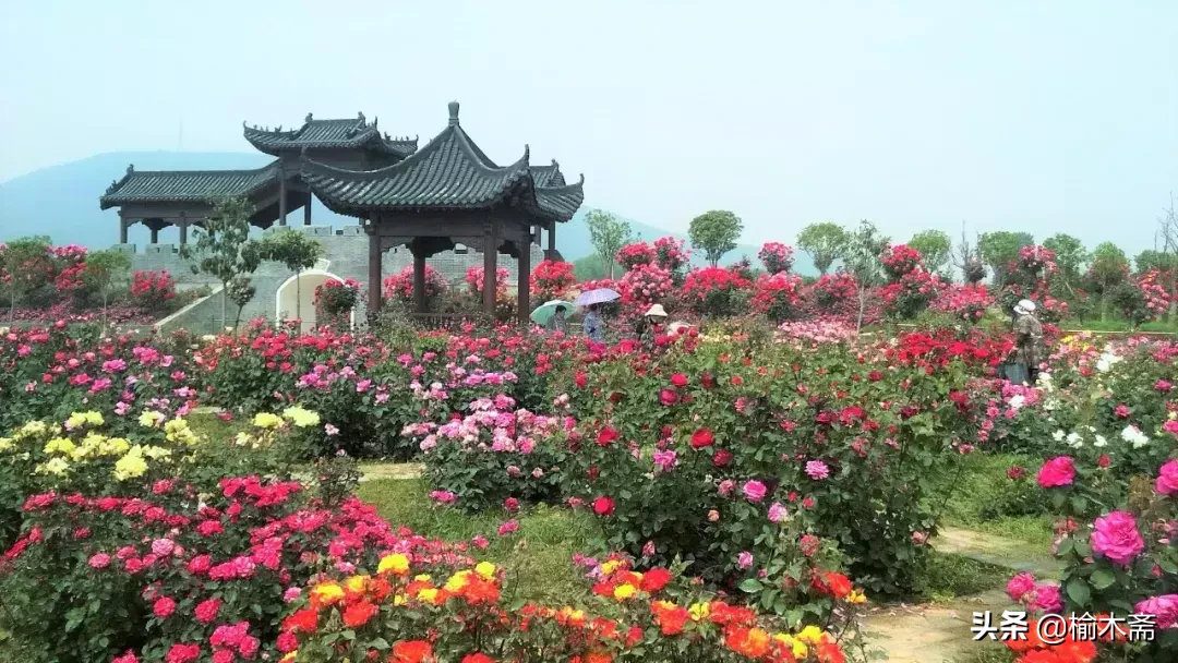 关于玫瑰花的诗句（玫瑰花最经典的现代诗）