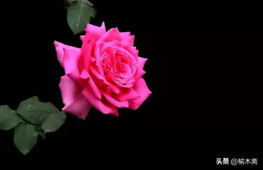 关于玫瑰花的诗句（玫瑰花最经典的现代诗）